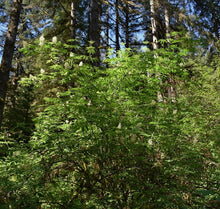 Load image into Gallery viewer, A mature red elderberry shrub (Sambucus racemosa) in its natural habitat, in spring. One of approximately 200 species of Pacific Northwest native plants available at Sparrowhawk Native Plants in Portland, Oregon.