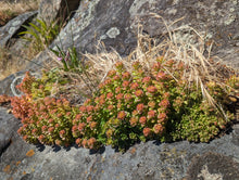 Load image into Gallery viewer, A patch of Oregon stonecrop (Sedum oreganum) in its natural habitat, on a rocky outcropping. One of approximately 200 species of Pacific Northwest native plants available at Sparrowhawk Native Plants, Native Plant Nursery in Portland, Oregon.