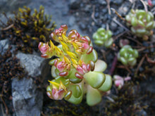 Load image into Gallery viewer, Close-up Oregon stonecrop flower (Sedum oreganum). One of approximately 200 species of Pacific Northwest native plants available at Sparrowhawk Native Plants, Native Plant Nursery in Portland, Oregon.