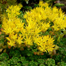 Load image into Gallery viewer, Close-up Oregon stonecrop flower (Sedum oreganum). One of approximately 200 species of Pacific Northwest native plants available at Sparrowhawk Native Plants, Native Plant Nursery in Portland, Oregon.