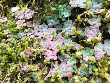 Load image into Gallery viewer, Closeup of broadleaf stonecrop (Sedum spathulifolium) blanketing a rocky hillside outside of Hood River, OR. One of the 100+ species of stunning Pacific Northwest native plants, shrubs and trees available at Sparrowhawk Native Plants nursery in Portland, Oregon.
