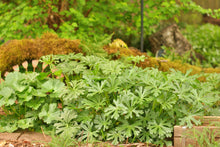 Load image into Gallery viewer, Meadow checkermallow foliage (Sidalcea campestris) in the habitat garden. One of 150+ species of Pacific Northwest native plants available at Sparrowhawk Native Plants, Native Plant Nursery in Portland, Oregon.