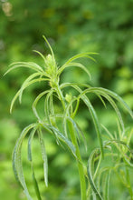 Load image into Gallery viewer, Close-up of meadow checkermallow foliage and buds (Sidalcea campestris). One of 150+ species of Pacific Northwest native plants available at Sparrowhawk Native Plants, Native Plant Nursery in Portland, Oregon.