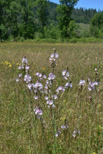 Load image into Gallery viewer, Meadow checkermallow (Sidalcea campestris) flowering in a native meadow. One of 150+ species of Pacific Northwest native plants available at Sparrowhawk Native Plants, Native Plant Nursery in Portland, Oregon.