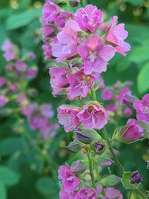 Load image into Gallery viewer, Cusick's Checkermallow