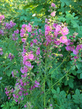 Load image into Gallery viewer, Cusick's Checkermallow
