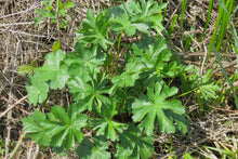Load image into Gallery viewer, Foliage of Cusick's checkermallow (Sidalcea cusickii). Another stunning Pacific Northwest native plant available at Sparrowhawk Native Plants Nursery in Portland, Oregon.