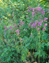 Load image into Gallery viewer, Cusick's Checkermallow