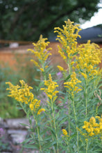 Load image into Gallery viewer, A patch of yellow-flowering goldenrod (Solidago canadensis, Solidago lepida, Solidago elongata) in the habitat garden. One of 150+ Oregon native plants sold by Sparrowhawk Native Plants