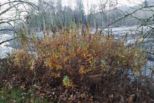 Cargar imagen en el visor de la galería, A Douglas spiraea shrub (Spiraea Douglasii) in its native habitat, in fall. One of approximately 200 species of Pacific Northwest native plants available at Sparrowhawk Native Plants, native plants nursery in Portland, Oregon