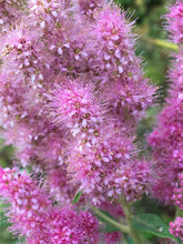 Cargar imagen en el visor de la galería, Super close of pink flowers on Douglas spiraea (Spiraea Douglasii) - native shrub. One of approximately 200 species of Pacific Northwest native plants available at Sparrowhawk Native Plants, native plants nursery in Portland, Oregon