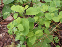 Cargar imagen en el visor de la galería, Close up image of the foliage of Douglas spiraea (Spiraea Douglasii) - native shrub. One of approximately 200 species of Pacific Northwest native plants available at Sparrowhawk Native Plants, native plants nursery in Portland, Oregon