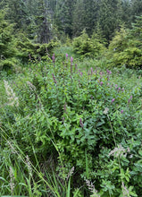 Cargar imagen en el visor de la galería, The growth habit of a Douglas spiraea (Spiraea Douglasii) shrub in the wild. One of approximately 200 species of Pacific Northwest native plants available at Sparrowhawk Native Plants, native plants nursery in Portland, Oregon
