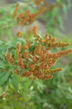 Cargar imagen en el visor de la galería, Brown seed heads of Douglas spiraea (Spiraea Douglasii). Another stunning Pacific Northwest native plant available at Sparrowhawk Native Plants Nursery in Portland, Oregon.