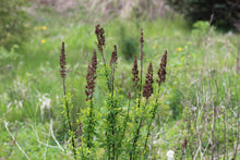 Cargar imagen en el visor de la galería, Seed heads of a Douglas spiraea shrub (Spiraea Douglasii) beckon birds in the fall. One of approximately 200 species of Pacific Northwest native plants available at Sparrowhawk Native Plants, native plants nursery in Portland, Oregon