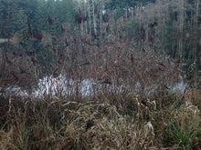 Cargar imagen en el visor de la galería, A Douglas spiraea shrub (Spiraea Douglasii) in its native habitat, in winter. One of approximately 200 species of Pacific Northwest native plants available at Sparrowhawk Native Plants, native plants nursery in Portland, Oregon