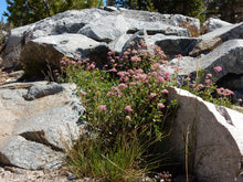 Cargar imagen en el visor de la galería, A rosy spiraea shrub (also known as subalpine spiraea, mountain spiraea, or rose meadowsweet - Spiraea splendens, formerly/aka Spiraea densiflora) in its dry, exposed, rocky native habitat. One of 100+ species of Pacific Northwest native plants available at Sparrowhawk Native Plants, Native Plant Nursery in Portland, Oregon.