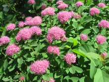 Cargar imagen en el visor de la galería, A rosy spiraea shrub covered in striking pink blooms (also known as subalpine spiraea, mountain spiraea, or rose meadowsweet - Spiraea splendens, formerly/aka Spiraea densiflora). One of 100+ species of Pacific Northwest native plants available at Sparrowhawk Native Plants, Native Plant Nursery in Portland, Oregon.