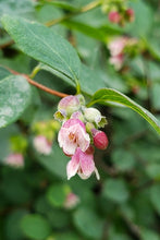 Load image into Gallery viewer, Super close up of the light pink flowers of snowberry (Symphoricarpos albus). One of approximately 200 species of Pacific Northwest native plants available at Sparrowhawk Native Plants, native plant nursery in Portland, Oregon.