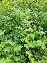 Load image into Gallery viewer, Bright green foliage of snowberry (Symphoricarpos albus). One of approximately 200 species of Pacific Northwest native plants available at Sparrowhawk Native Plants, Native Plant Nursery in Portland, Oregon.