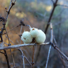 Load image into Gallery viewer, Close up of three frozen, white berry of snowberry (Symphoricarpos albus), decorated with ice crystals. One of approximately 200 species of Pacific Northwest native plants available at Sparrowhawk Native Plants, native plant nursery in Portland, Oregon.