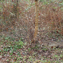 Load image into Gallery viewer, The winter look of snowberry (Symphoricarpos albus) in the wild. One of approximately 200 species of Pacific Northwest native plants available at Sparrowhawk Native Plants, native plant nursery in Portland, Oregon.