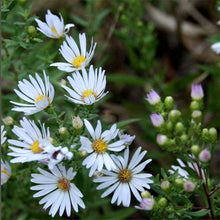 Load image into Gallery viewer, Wildflower Seed Mix - Sun-Kissed Meadow