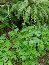 Load image into Gallery viewer, Fringecup (Tellima grandiflora) plants in the wild. Another stunning Pacific Northwest wildflower available at Sparrowhawk Native Plants, native plant nursery, Portland, Oregon.