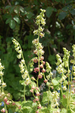 Load image into Gallery viewer, Several flower stalks of fringecup (Tellima grandiflora). Another stunning Pacific Northwest native wildflower available at Sparrowhawk Native Plants, native plant nursery in Portland, Oregon