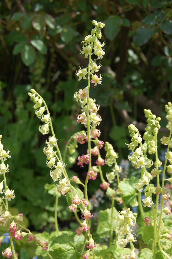 Fringecup (Tellima grandiflora) – Sparrowhawk Native Plants
