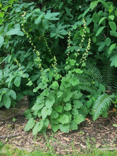 Load image into Gallery viewer, Flowering growth habit of fringecup (Tellima grandiflora) in the habitat garden. Another stunning Pacific Northwest wildflower available at Sparrowhawk Native Plants, native plant nursery, Portland, Oregon