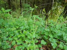 Load image into Gallery viewer, Fringecup (Tellima grandiflora) plants in the wild. Another stunning Pacific Northwest wildflower available at Sparrowhawk Native Plants, native plant nursery, Portland, Oregon.