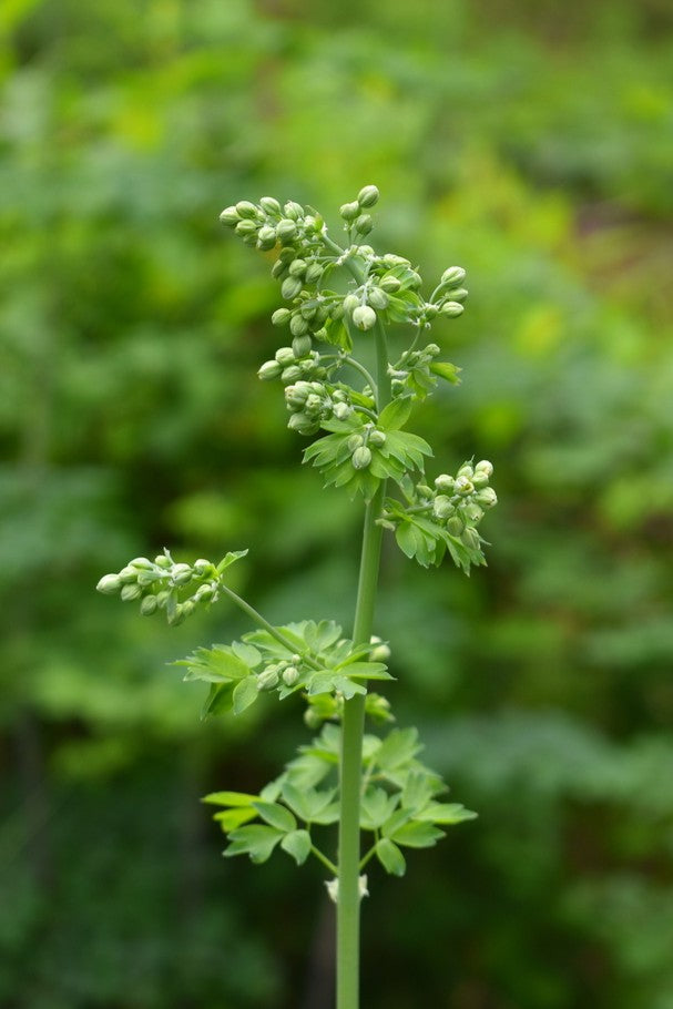Tall Western Meadowrue (Thalictrum polycarpum) – Sparrowhawk Native Plants