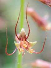 Load image into Gallery viewer, An extreme closeup of the incredibly intricate flowers of piggyback plant, aka youth-on-age (Tolmiea menziesii). Another stunning species of Pacific Northwest native plant available at Sparrowhawk Native Plants, native plant nursery in Portland, Oregon.