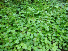 Load image into Gallery viewer, A large wild patch of piggyback plant, aka youth-on-age (Tolmiea menziesii). Another stunning species of Pacific Northwest native plants available at Sparrowhawk Native Plants, native plant nursery in Portland, Oregon.