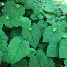 Load image into Gallery viewer, The iconic "piggy-backing" leaves of piggyback plant, aka youth-on-age (Tolmiea menziesii). Another stunning species of Pacific Northwest native plant available at Sparrowhawk Native Plants, native plant nursery in Portland, Oregon.