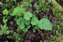 Load image into Gallery viewer, A small, young piggyback plant, aka youth-on-age (Tolmiea menziesii) in early spring. Another stunning species of Pacific Northwest native plant available at Sparrowhawk Native Plants, native plant nursery in Portland, Oregon.