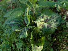 Load image into Gallery viewer, Amazingly mottled leaves of giant trillium (Trillium albidum). One of the 150+ species of Pacific Northwest native plants available at Sparrowhawk Native Plants in Portland, Oregon