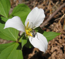 Load image into Gallery viewer, Showy white flower of Western Trillium (Trillium ovatum) with an insect companion. One of 100+ species of Pacific Northwest native plants available at Sparrowhawk Native Plants, Native Plant Nursery in Portland, Oregon.
