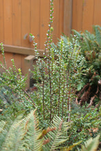 Load image into Gallery viewer, A young evergreen huckleberry shrub (Vaccinium ovatum) in the habitat garden. One of approximately 200 species of Pacific Northwest native plants available at Sparrowhawk Native Plants, native plant nursery in Portland, Oregon.
