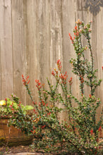 Load image into Gallery viewer, An evergreen huckleberry shrub (Vaccinium ovatum), sporting bright red tips of spring new growth, in the habitat garden. One of approximately 200 species of Pacific Northwest native plants available at Sparrowhawk Native Plants, native plant nursery in Portland, Oregon.