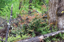 Load image into Gallery viewer, A mature evergreen huckleberry (Vaccinium ovatum) in a forest habit. One of approximately 200 species of Pacific Northwest native plants available at Sparrowhawk Native Plants, native plant nursery in Portland, Oregon.