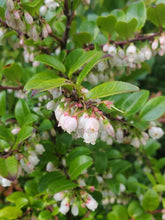 Load image into Gallery viewer, Urn-shaped flowers and leathery bright green leaves of evergreen huckleberry (Vaccinium ovatum). One of approximately 200 species of Pacific Northwest native plants available at Sparrowhawk Native Plants, native plant nursery in Portland, Oregon.