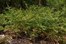 Load image into Gallery viewer, A mature evergreen huckleberry (Vaccinium ovatum) in a forest habit. One of approximately 200 species of Pacific Northwest native plants available at Sparrowhawk Native Plants, native plant nursery in Portland, Oregon.