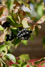 Load image into Gallery viewer, Close up of the dark berries of oval-leaved viburnum (Viburnum ellipticum). One of approximately 200 species of Pacific Northwest native plants available through Sparrowhawk Native Plants in Portland, Oregon.