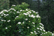 Load image into Gallery viewer, A mature oval-leaved viburnum (Viburnum ellipticum) in full flower, in its natural habitat. One of approximately 200 species of Pacific Northwest native plants available through Sparrowhawk Native Plants in Portland, Oregon.