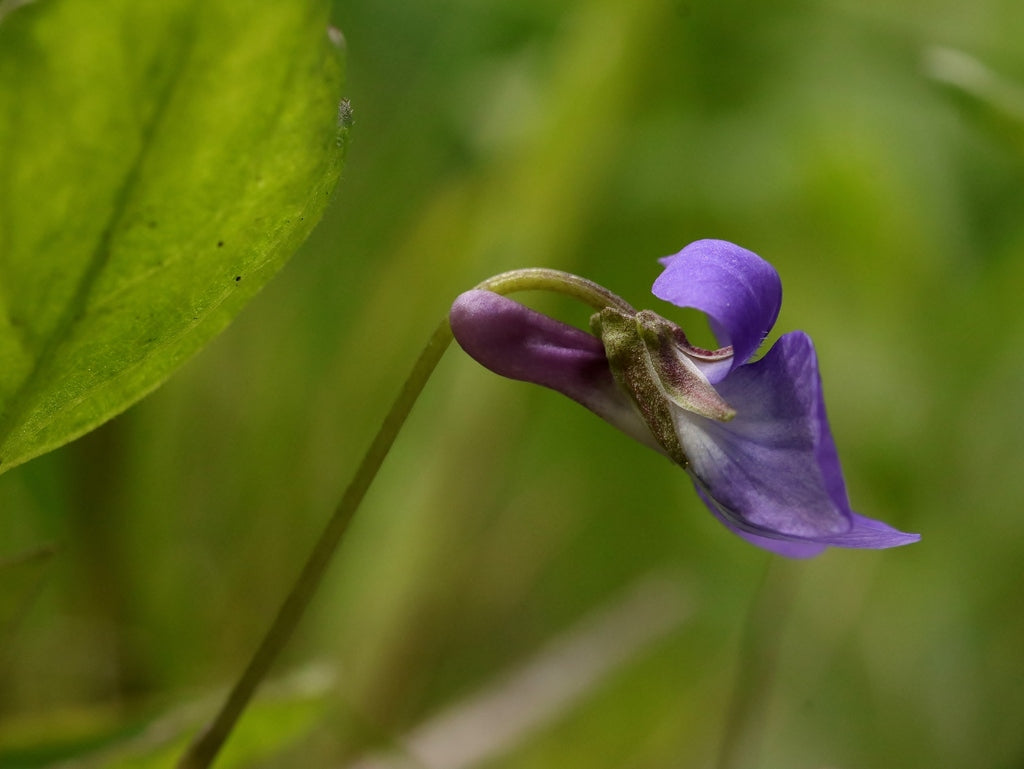 Early-blue Violet (Viola adunca) – Sparrowhawk Native Plants