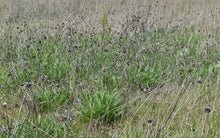 Cargar imagen en el visor de la galería, A wild population of narrow-leaved mule’s ear (Wyethia angustifolia) covered in seed heads, in a late season meadow. One of approximately 200 species of Pacific Northwest native plants available at Sparrowhawk Native Plants, Native Plant Nursery in Portland, Oregon.
