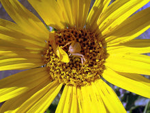 Cargar imagen en el visor de la galería, Super close-up of the blooms of narrow-leaved mule’s ear (Wyethia angustifolia) with a tiny spider friend. One of approximately 200 species of Pacific Northwest native plants available at Sparrowhawk Native Plants, Native Plant Nursery in Portland, Oregon.