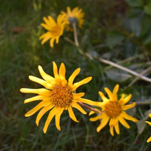 Cargar imagen en el visor de la galería, Cheerful blooms of narrow-leaved mule’s ear (Wyethia angustifolia). One of approximately 200 species of Pacific Northwest native plants available at Sparrowhawk Native Plants, Native Plant Nursery in Portland, Oregon.